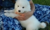 Adorable-and-Cute-Samoyed-puppies