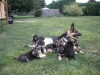 AKC-German-Shepard-puppies-available-to-loving-homes-Text-817-617-7171