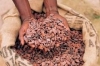 Fermented-Cocoa