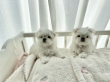 Super-adorable-Teacup-Maltese-Puppies-