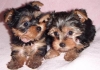 Adorable-Teacup-Yorkie-Puppies-For-Free-Adoption