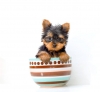 AKC-Registered-Yorkie-Puppies-for-Adoption